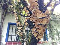 Trametes versicolor image