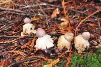 Geastrum saccatum image