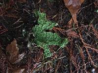 Lobaria pulmonaria image