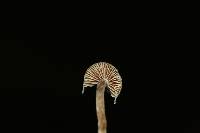 Psilocybe caerulipes image