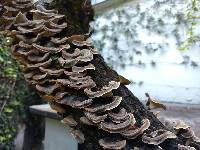 Trametes versicolor image