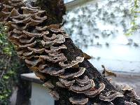 Trametes versicolor image