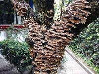 Trametes versicolor image