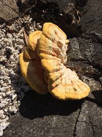 Laetiporus gilbertsonii image