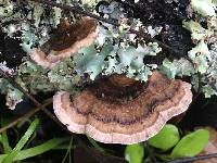 Trametes versicolor image