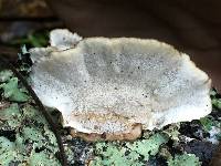 Trametes versicolor image