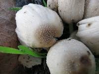 Coprinellus micaceus image