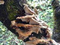 Trametes versicolor image