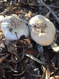 Agaricus xanthodermus image