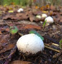 Lycoperdon subcretaceum image