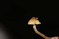 Psilocybe caerulipes image