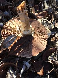 Agaricus xanthodermus image