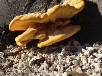 Laetiporus gilbertsonii image