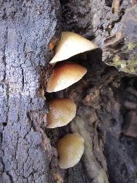 Crepidotus mollis image