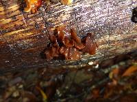 Tremella foliacea image