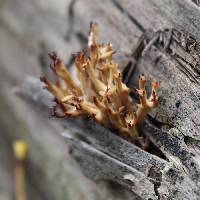 Artomyces pyxidatus image