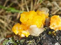 Tremella mesenterica image