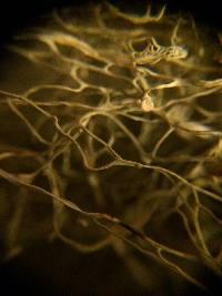 Ramalina menziesii image