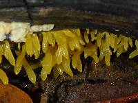 Calocera cornea image