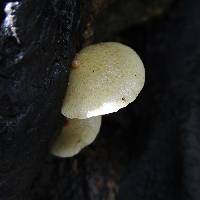 Crepidotus mollis image