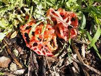 Clathrus ruber image