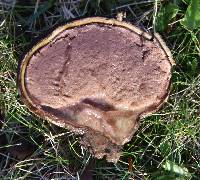 Calvatia fragilis image