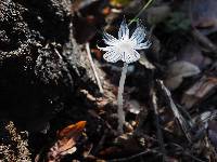 Coprinopsis lagopus image