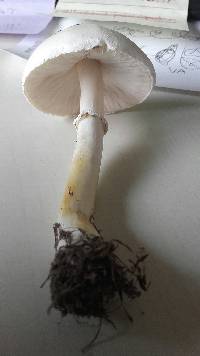 Leucoagaricus leucothites image