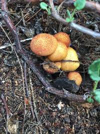 Gymnopilus thiersii image