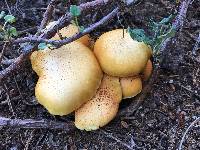 Gymnopilus thiersii image