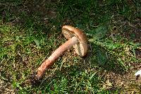 Inocybe fraudans image