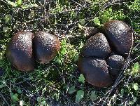 Calvatia fragilis image