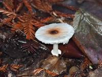 Lepiota castaneidisca image