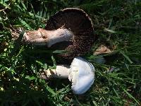 Agaricus xanthodermus image