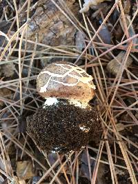 Chlorophyllum brunneum image