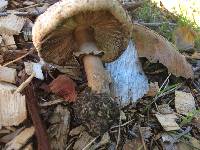 Chlorophyllum brunneum image