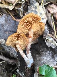 Galerina marginata image