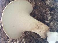 Polyporus squamosus image