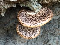 Polyporus squamosus image