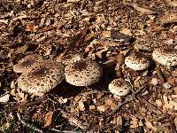 Chlorophyllum brunneum image