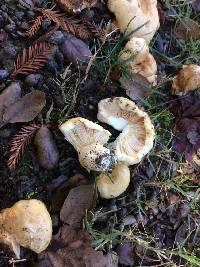 Lactarius alnicola image