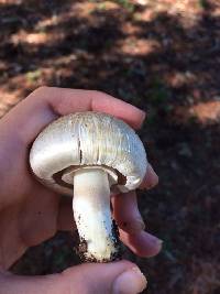 Agaricus xanthodermus image