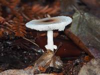 Lepiota castaneidisca image