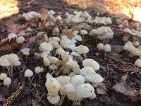 Coprinellus disseminatus image