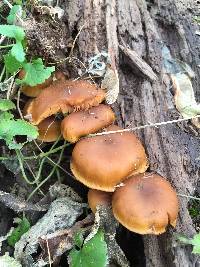 Galerina marginata image