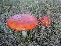 Amanita muscaria image