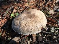 Agaricus californicus image