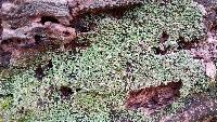 Cladonia coniocraea image