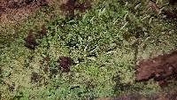 Cladonia coniocraea image