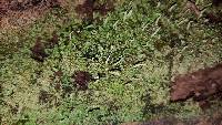 Cladonia coniocraea image